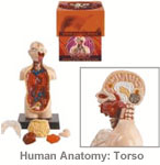 Human Anatomy Model - Torso